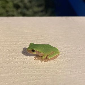 Meet your Posher, Isabella